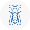 Aylestone Wasp Nest Removal